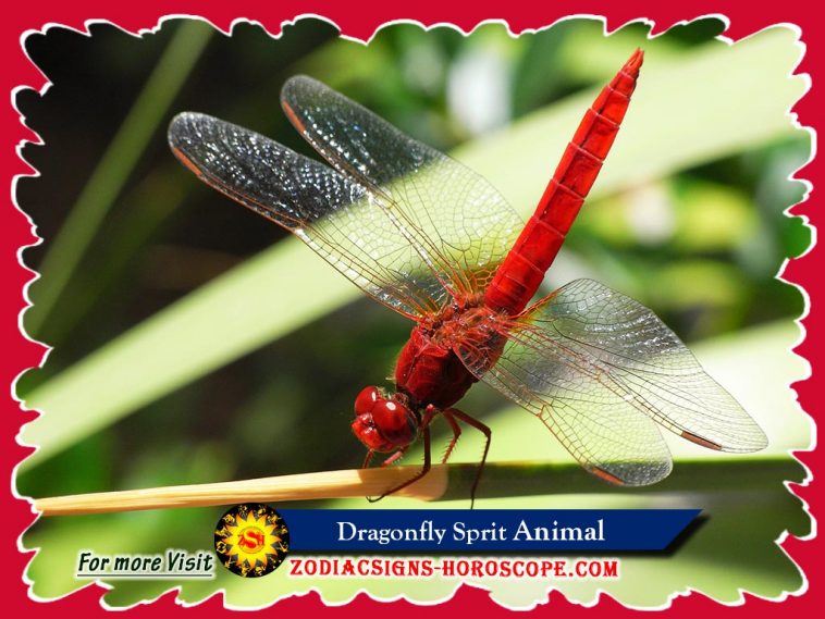 The Dragonfly Spirit Animal
