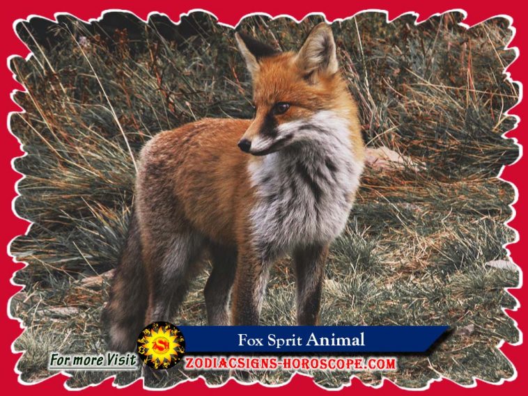 The Fox Spirit Animal