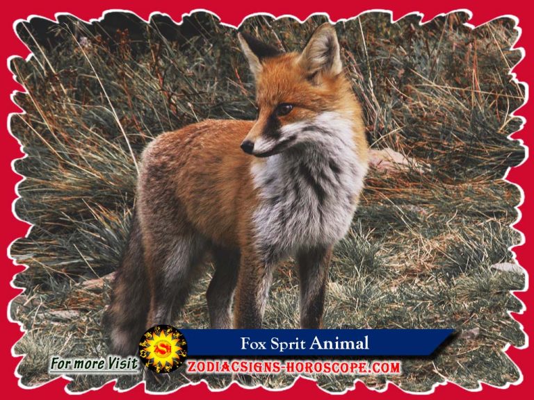 Fox Spirit Animal Meaning, Symbolism, Dreams of Fox Animal Totem