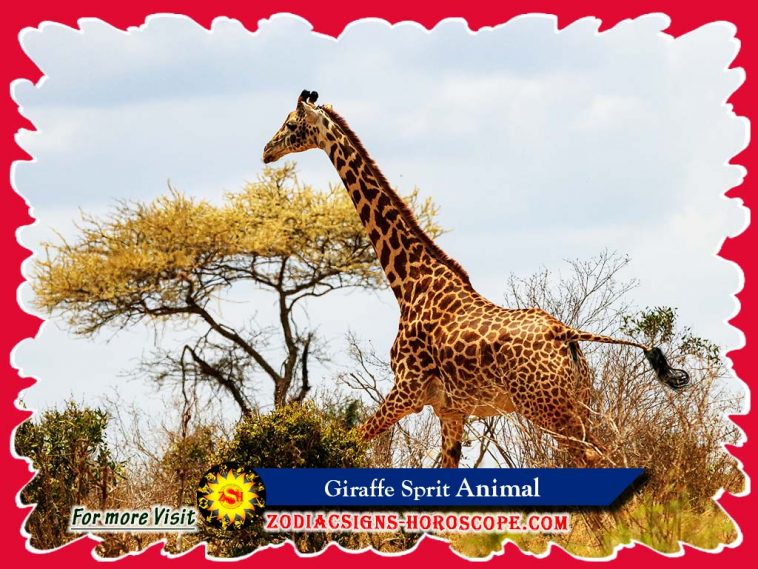 L'animal esperit de la girafa