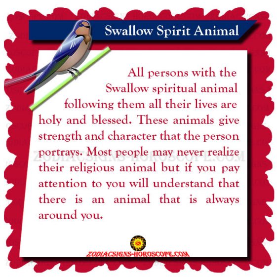 Swallow Spirit Animal Meaning and Symbolism of the Swallow Totem