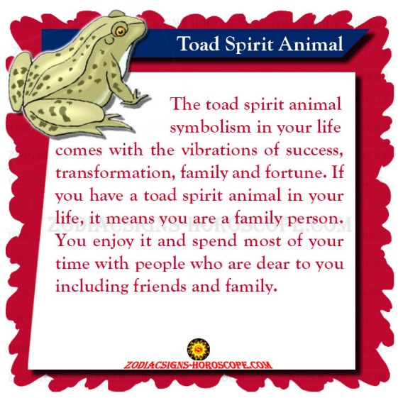 Toad Spirit Animal Meaning and Symbolism of the Toad Totem ZSH
