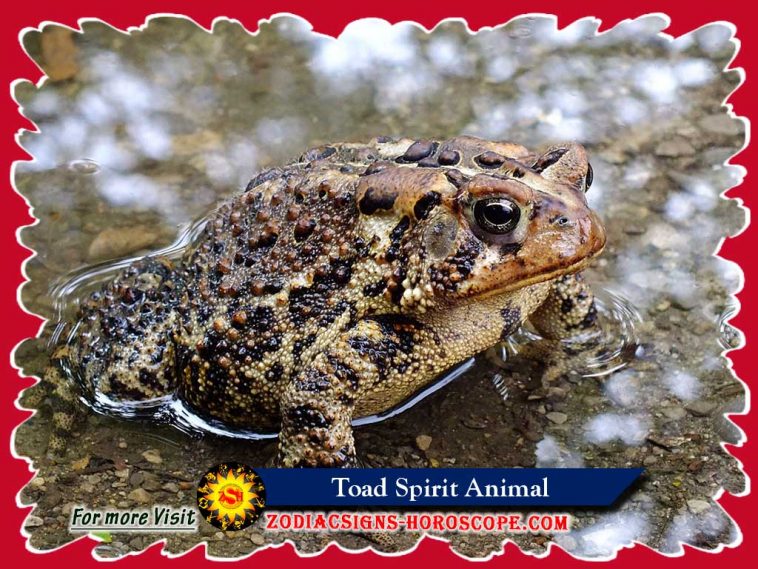 The Toad Spirit Animal
