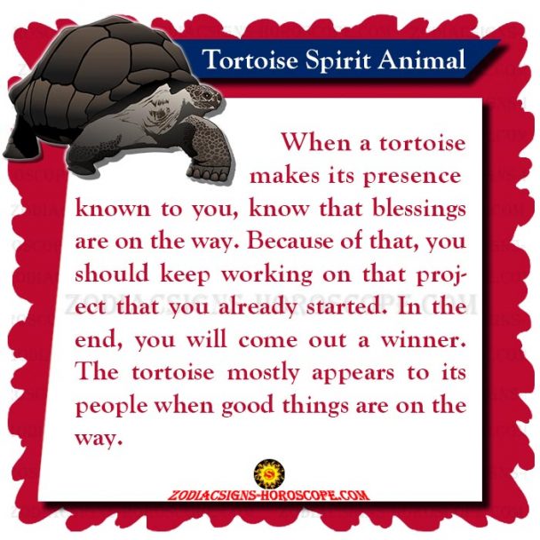 Tortoise Animal Totem: Meaning and Symbolism of Tortoise Spirit Animal