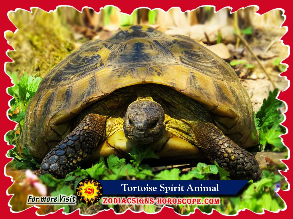 Tortoise Animal Totem: Meaning and Symbolism of Tortoise Spirit Animal Tortoise Animal Totem: Meaning and Symbolism of Tortoise Spirit Animal