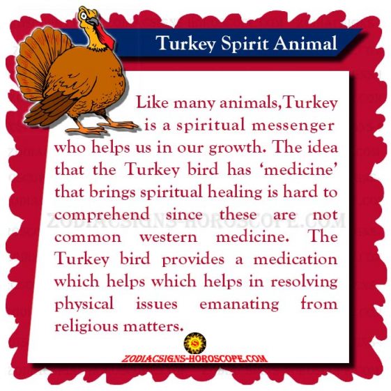 Turkey Spirit Animal Meaning and Symbolism of the Turkey Totem