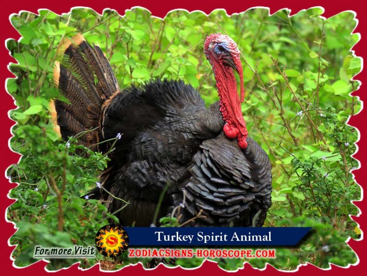 The Turkey Spirit Animal