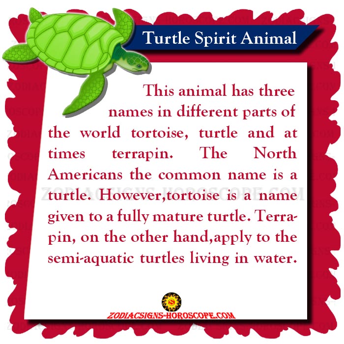 Turtle Spirit Animal