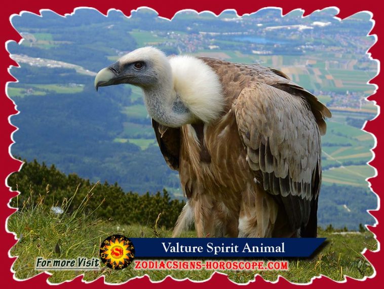 The Vulture Spirit Animal