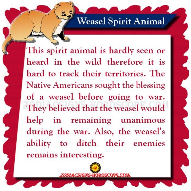 Weasel Spirit Animal Meaning and Symbolism of the Weasel Totem