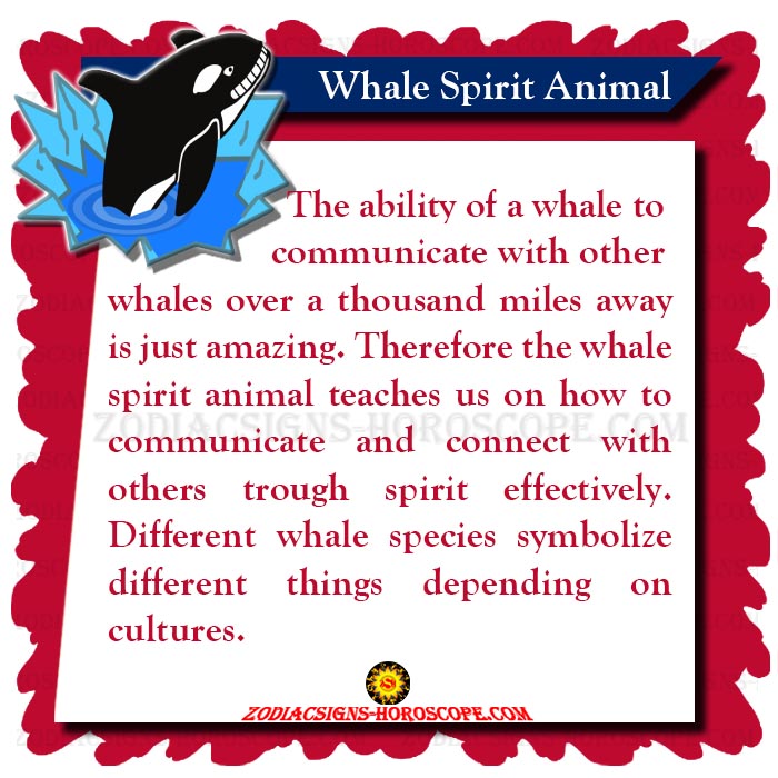 Whale Spirit Animal