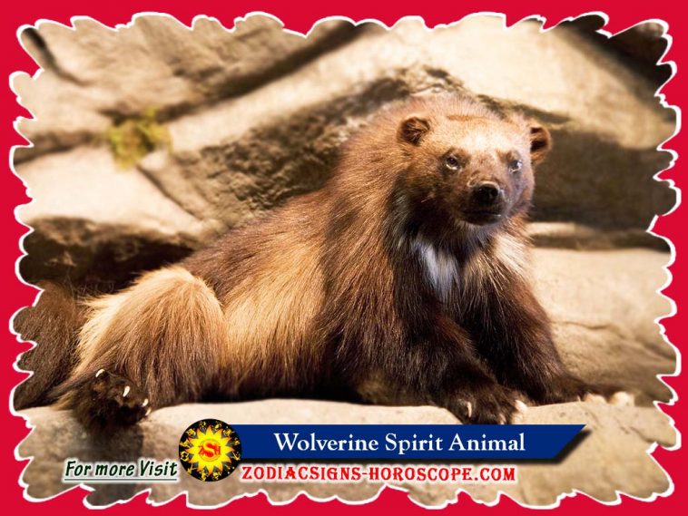 The Wolverine Spirit Animal