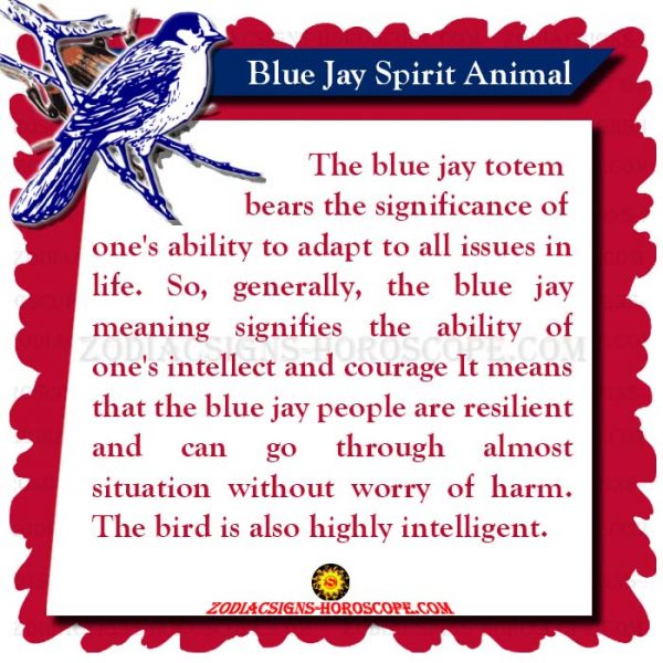 Blue Jay Spirit Animal, Totem, Meaning, Symbolism and Dream ZSH
