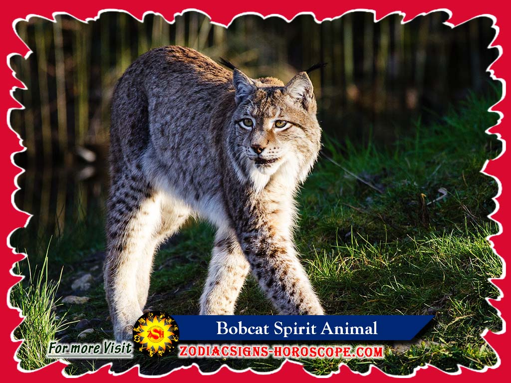 Animal Espiritual Lince