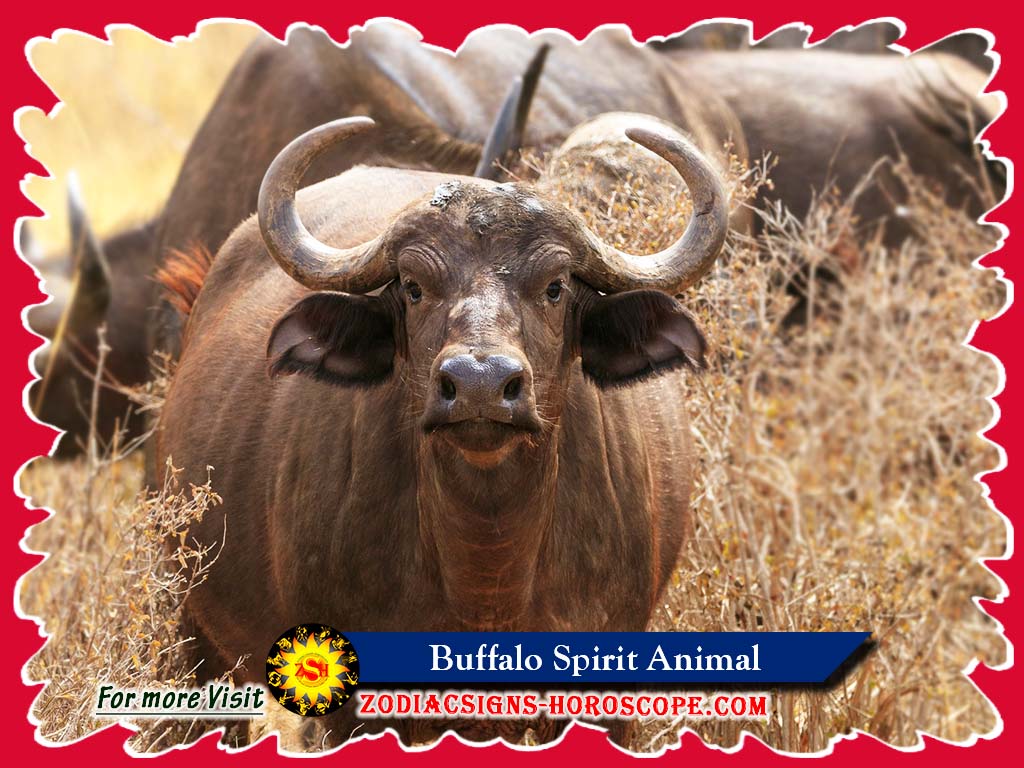 The Buffalo: Spirit Animal, Totem, Meaning, Symbolism and Dream1024 x 768