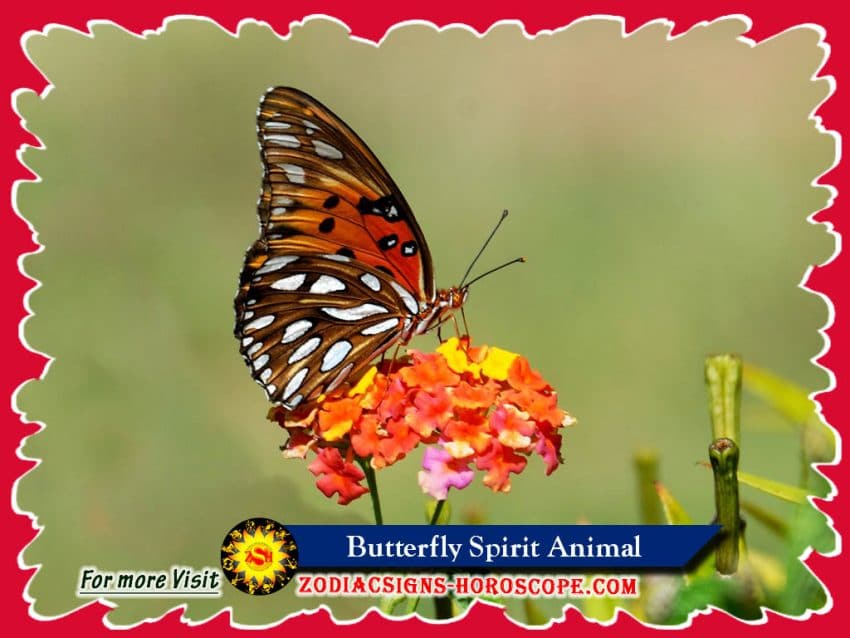 The Butterfly Spirit Animal, Totem, Meaning, Symbolism and Dreams