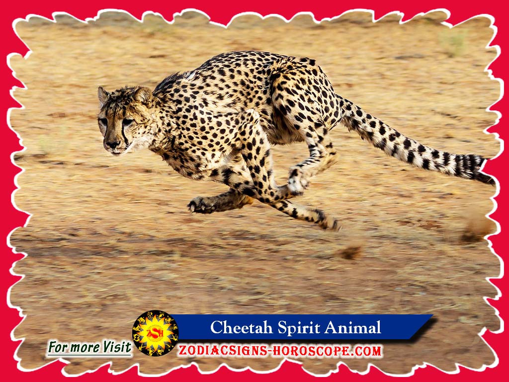 Duchové zviera geparda