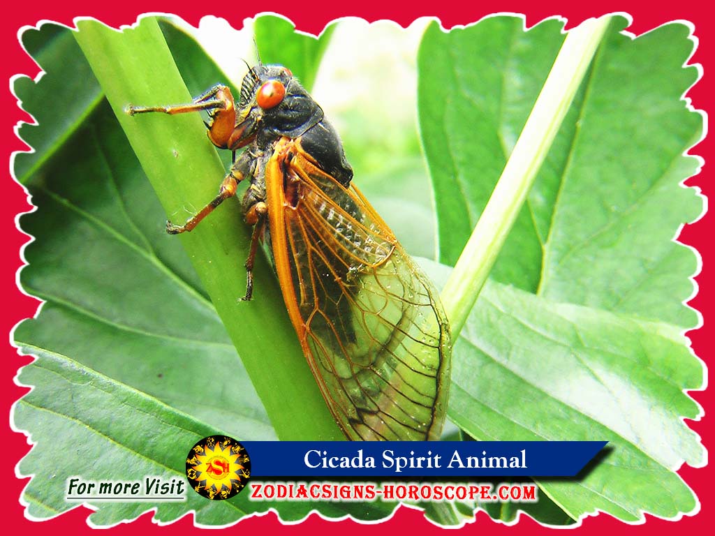 Cicade geest dier