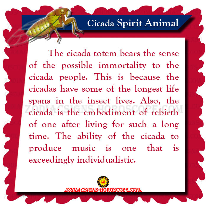 Cicada Spirit Animal Meaning