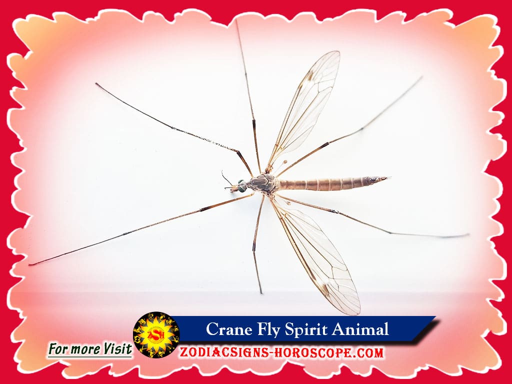 Crane Fly Spirit Animal