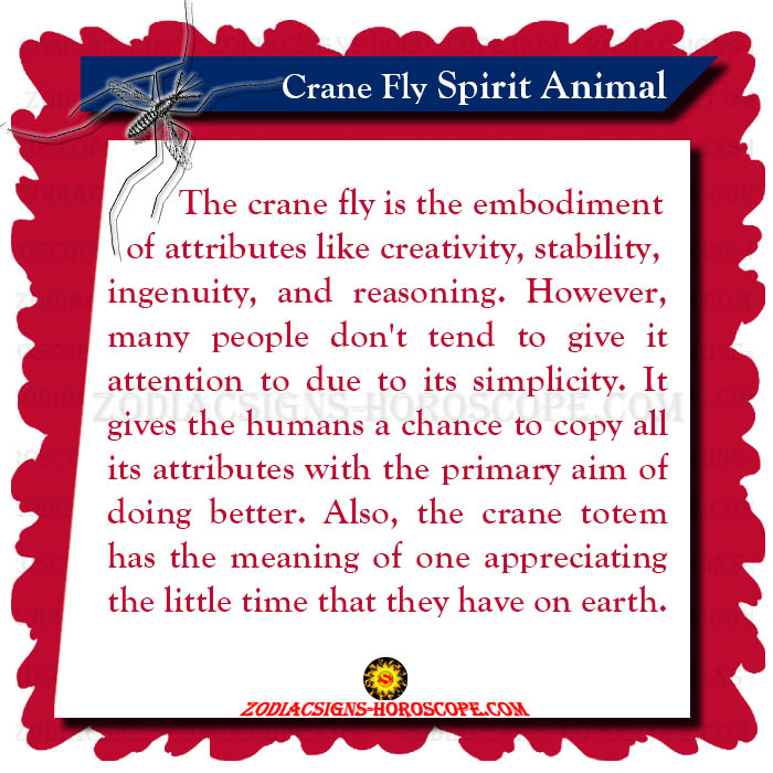 Crane Fly Spirit Animal Meaning