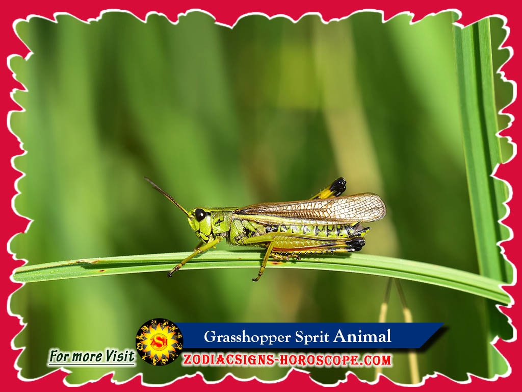 Spirit Animal Meaning and Symbolism of Totem