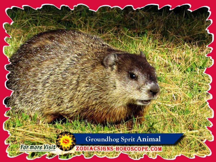 Духовното животно Groundhog