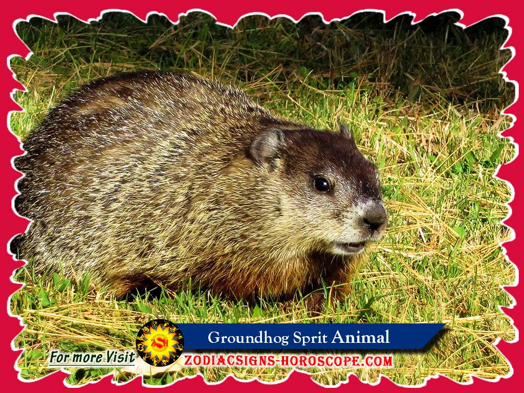 Groundhog Spirit Animal: Meaning, Symbolism, Groundhog Totem Dreams Groundhog Spirit Animal: Meaning, Symbolism, Groundhog Totem Dreams