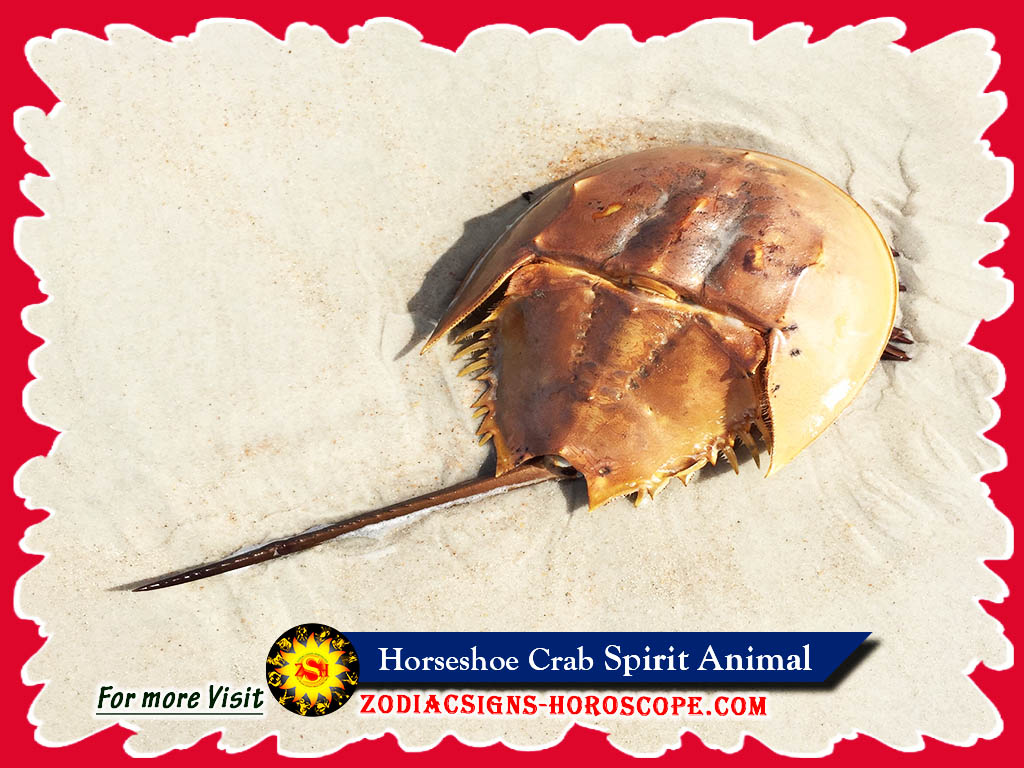 Horseshoe Crab Spirit Animal