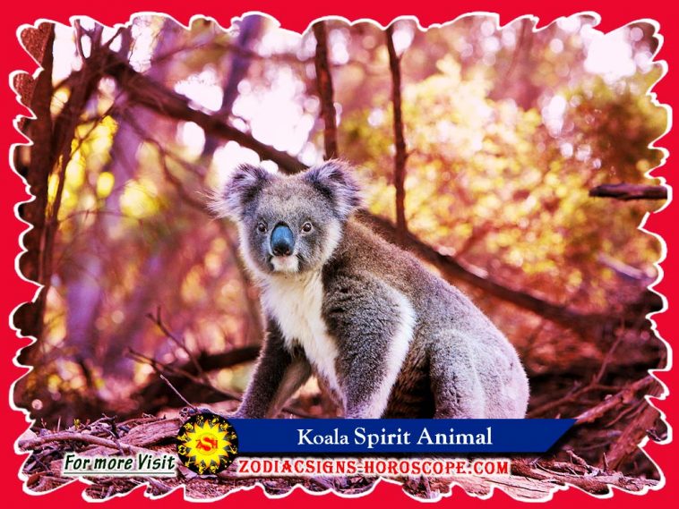 Koala duchovné zviera