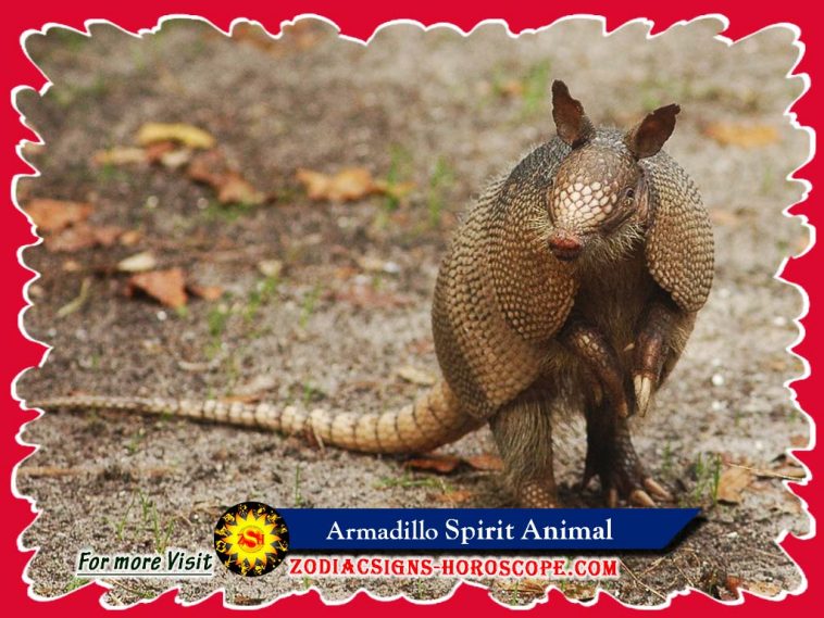 The Armadillo Spirit Animal