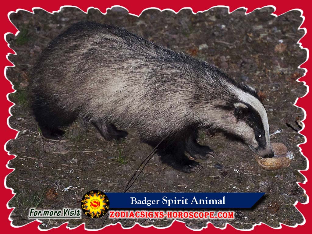 The Badger Spirit Animal: Meaning, Symbolism, Dreams of Badger Totem1024 x 768
