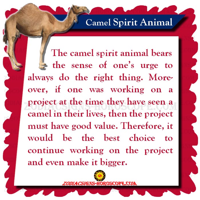 The Camel Spirit Animal