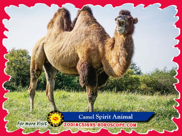 The Camel Spirit Animal