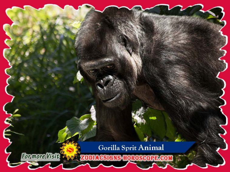 Gorilla Spirit Animal