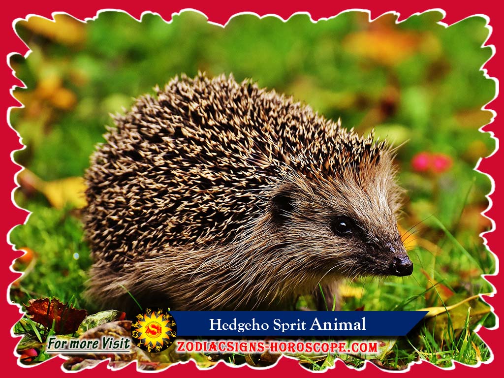 Hedgehog Spirit Animal Meaning, Symbolism, Hedgehog Totem Dreams