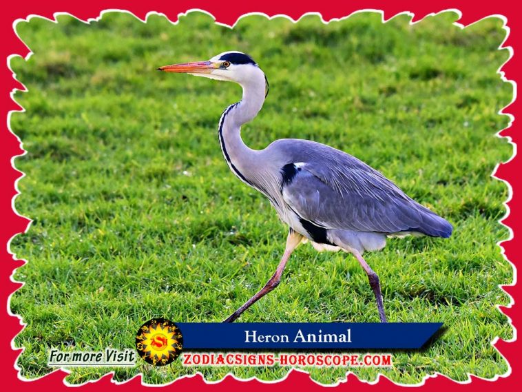 The Heron Spirit Animal