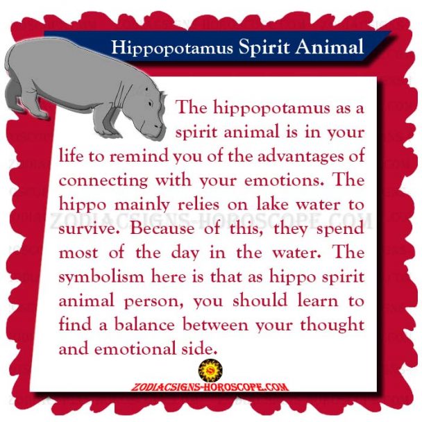 Hippopotamus Spirit Animal: Meaning, Symbolism & Dreams of this Totem