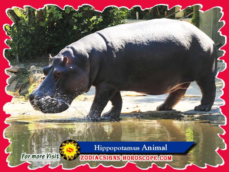 The Hippopotamus Spirit Animal