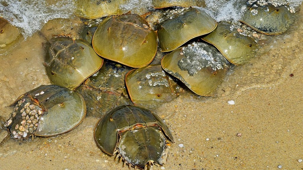 crab meaning in chinese new year