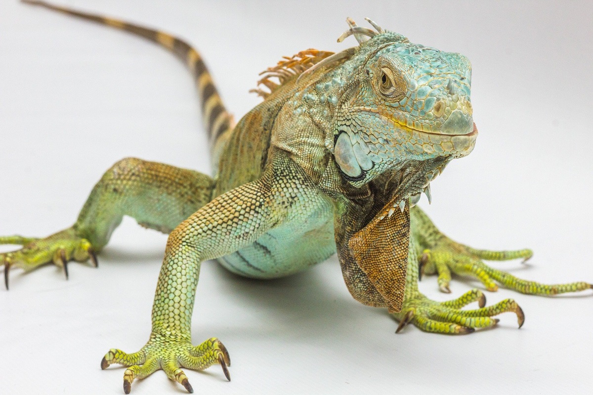 The Iguana Spirit Animal