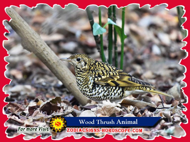 Wood Thrush Spirit Animal Meaning and Symbolism of this Animal Totem