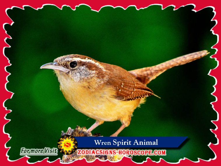 L'esperit animal Wren