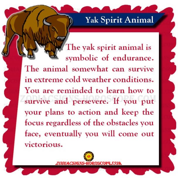 The Yak Spirit Animal Meaning, Symbolism and Dreams of Yak Totem