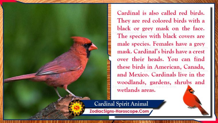 Значение тотема кардинала-духа-животного