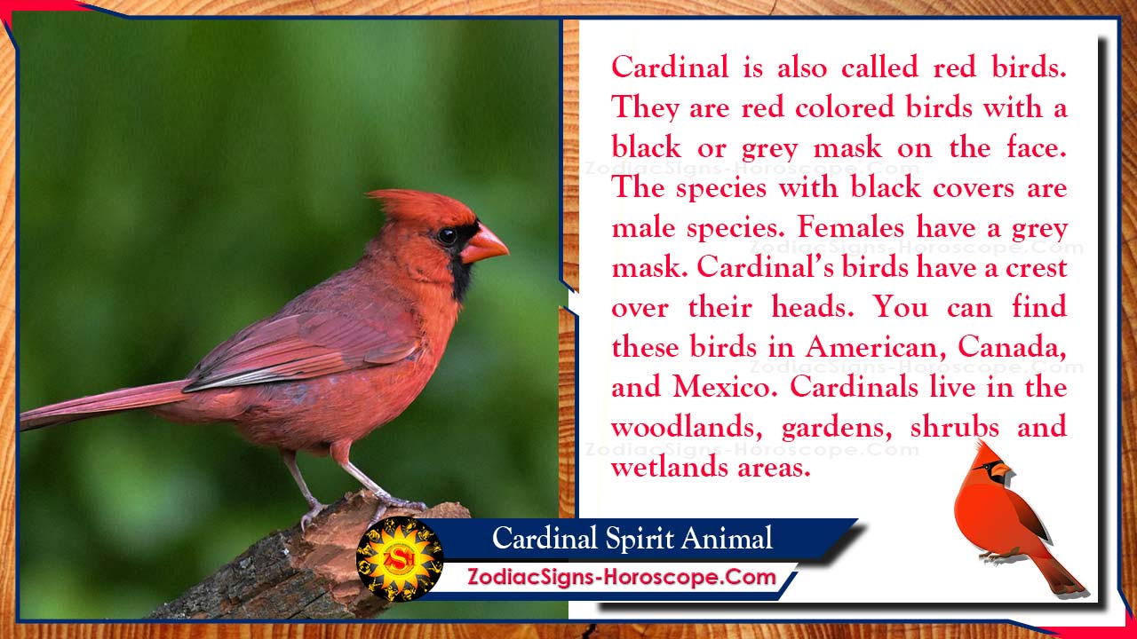 Cardinal Spirit Animal: Totem, Meaning, Messages and Symbolism | ZSH