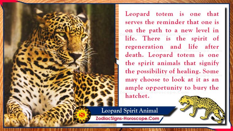 Leopard Spirit Animal Betydning og Symbolikk