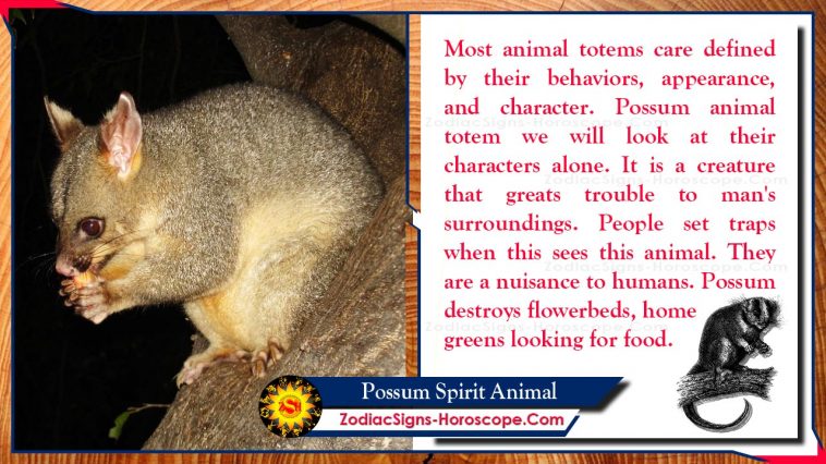 Značenje životinjskog totema duha oposuma