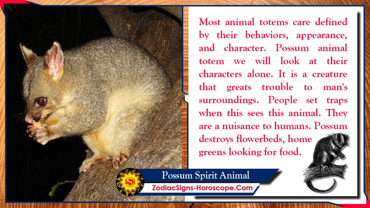 Possum Spirit Animal Totem, Meaning, Messages and Symbolism ZSH