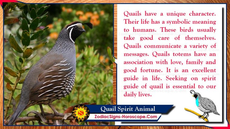 Quail Spirit Animal Totem Meaning